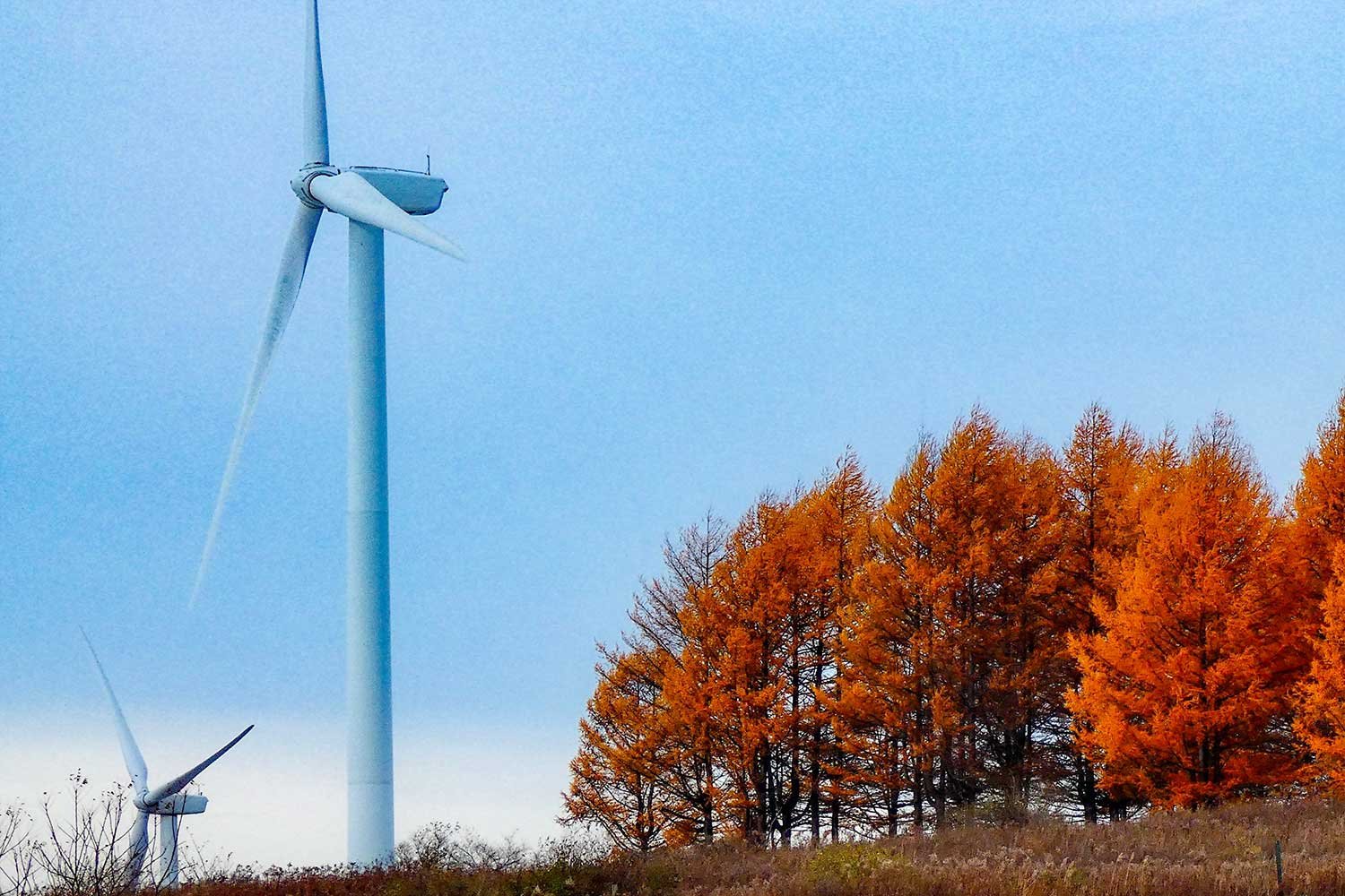 مقالة تجريبية